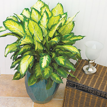 how to root a dieffenbachia plant