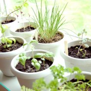 Herbs are indoor plants too