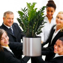 Office plants boost staff morale and increase productivity
